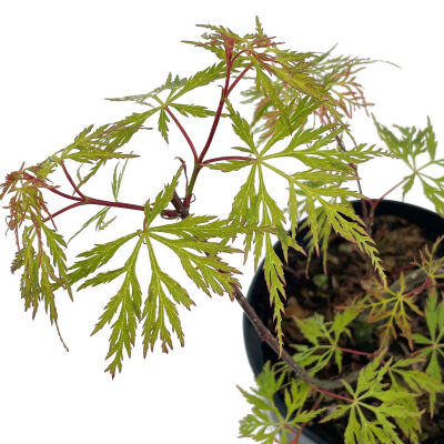 Acer palmatum Emerald Lace