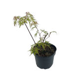 Acer palmatum Emerald Lace