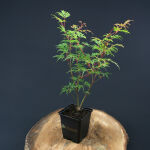 Acer palmatum Emerald Lace