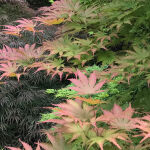 palmate maple, Japanese maple