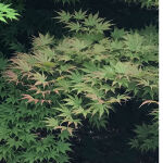 Acer palmatum Orange Dream