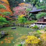 Acer palmatum Orange Dream