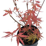 palmate maple, Japanese maple