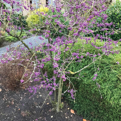 Callicarpa bodinieri