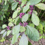 Callicarpa bodinieri