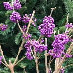 Callicarpa bodinieri