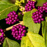 Callicarpa bodinieri