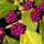 beautyberry