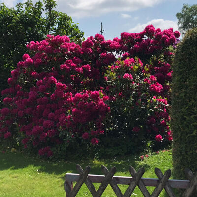 Rhododendron Roseum Elegans