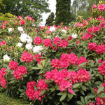 Rhododendron Hybride Roseum Elegans