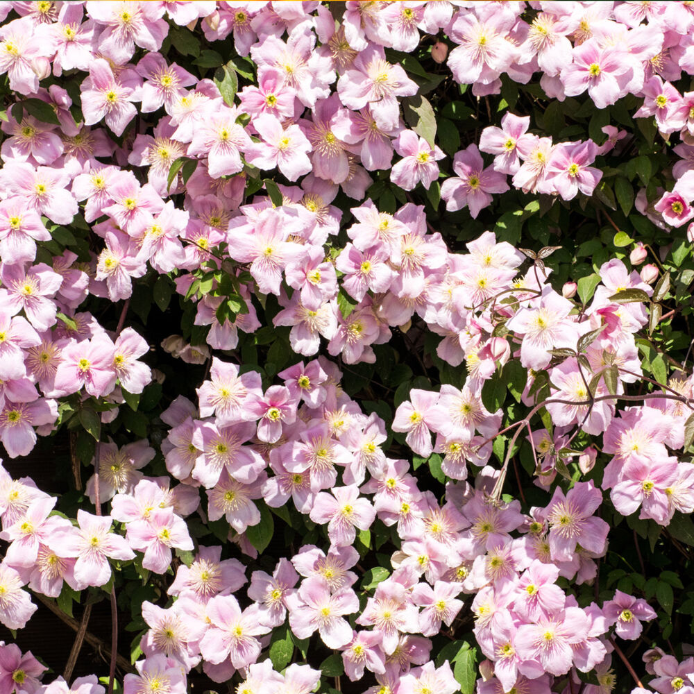 rosa Waldrebe Clematis Montana rubens Kletterblumen Duftpflanzen schnellwüchsig 