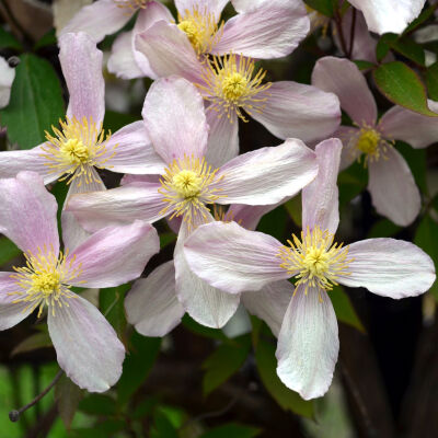 mountain clematis or pink anemone clematis