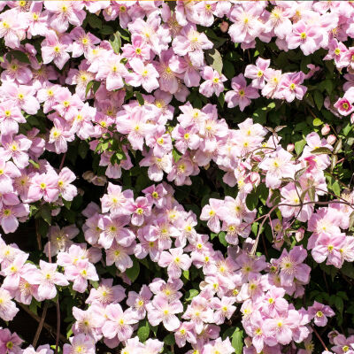 mountain clematis or pink anemone clematis