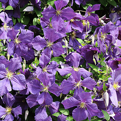 vine clematis