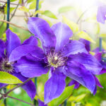Waldrebe violett blühend