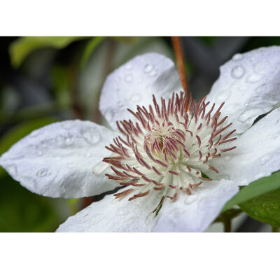 Clematis Paul Ferges