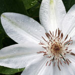 Clematis Paul Ferges