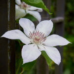 vine clematis Paul Ferges