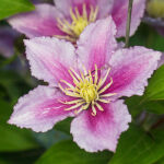 vine clematis Nelly Moser