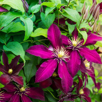 Clematis Warszawska Nike