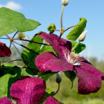 vine clematis Warszawska Nike