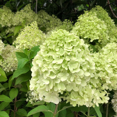 Panicle Hydrangea Pinky Winky