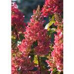 Hydrangea paniculata Pinky Winky