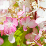 Hydrangea paniculata Pinky Winky