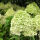 Hydrangea paniculata Pinky Winky