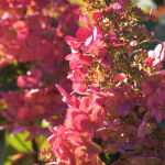 Hydrangea panuculata Wims red