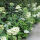panicle hydrangea Wims Red