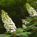 Hydrangea quercifolia