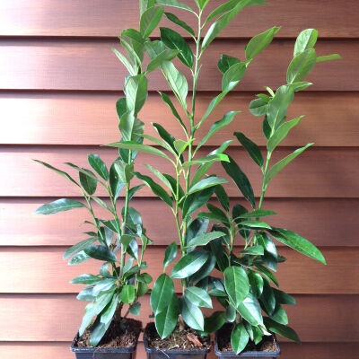 cherry Laurel Caucasica