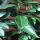 cherry Laurel Caucasica