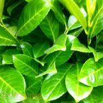 Cherry Laurel novita