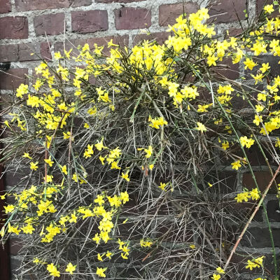 winter jasmine