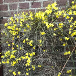 Jasminum nudiflorum