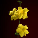 winter jasmine