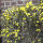 winter jasmine