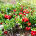 Moosbeere Pilgrim Cranberry