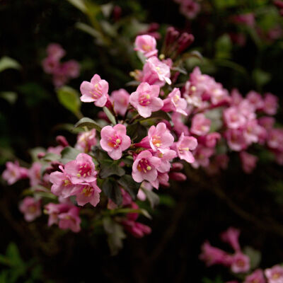 Weigela florida Foliis Purpurea