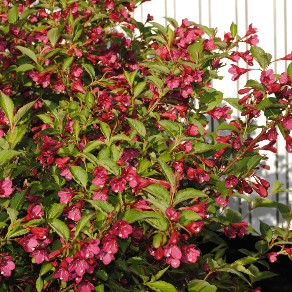 Weigelie Red prince, 16,40