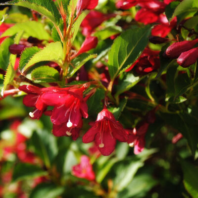 Weigela Red prince