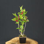 Weigela Red prince