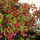 Weigela Red prince