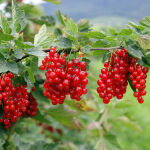 Redcurrant