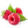 Rubus idaeus Glen Ample