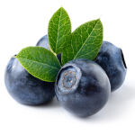 Highbush Blueberry