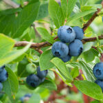 Vaccinium corymbosum Bluejay