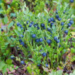 Vaccinium corymbosum Bluejay